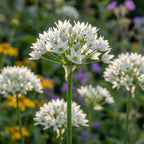 Allium 'Ramosum' - Lauch, Zierlauch