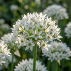 Allium 'Ramosum' - Lauch, Zierlauch