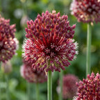 Zierlauch 'Red Mohican' - 8 Stück