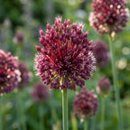 Zierlauch 'Red Mohican' - 8 Stück