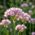 Zierlauch 'Roseum' - 100 Stück