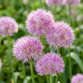 Zierlauch 'Rosy Dream' - 25 Stück - LumiBlumi