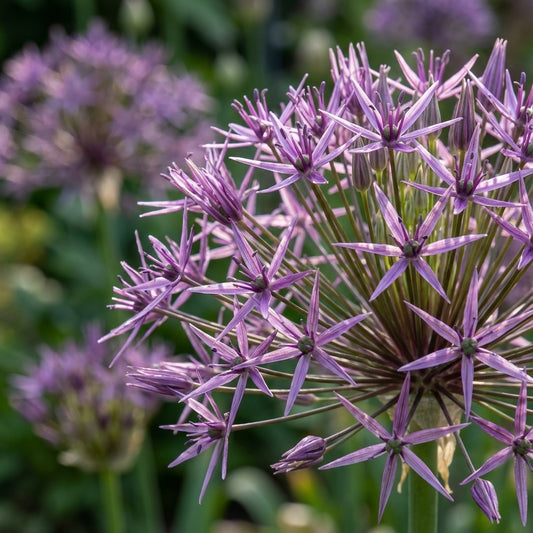 Zierlauch 'Schubertii' - 15 Stück