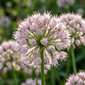 Allium 'Senescens Ssp Montanum' - Zierlauch