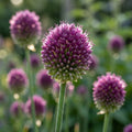 Zierlauch 'Sphaerocephalon' - 100 Stück - LumiBlumi