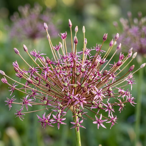 Zierlauch 'Toabago Spider' - 15 Stück - LumiBlumi