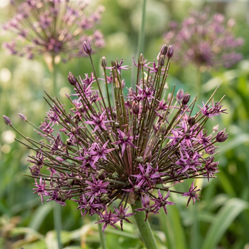 Zierlauch 'Toabago Spider' - 15 Stück - LumiBlumi