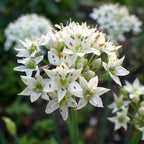 Zierlauch 'Tuberosum' - 25 Stück - LumiBlumi