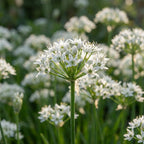 Zierlauch 'Tuberosum' - 25 Stück - LumiBlumi