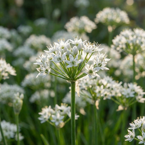 Zierlauch 'Tuberosum' - 25 Stück - LumiBlumi