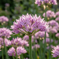 Zierlauch 'Eros Unifolium' - 15 Stück - LumiBlumi