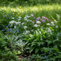 Zierlauch 'Ursinum' - 25 Stück