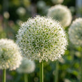 Zierlauch 'White Giant' - 25 Stück - LumiBlumi