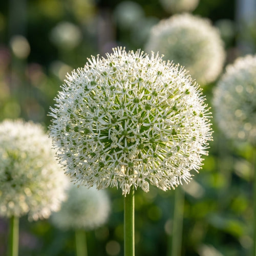 Zierlauch 'White Giant' - 25 Stück - LumiBlumi
