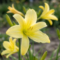 Hemerocallis 'Altissima' - Taglilie