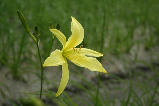 Taglilien Hemerocallis altissima