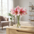 Hippeastrum 'Gervase' - Rittersterne - LumiBlumi