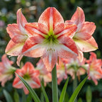 Ritterstern (Amaryllis) 'Ambiance' - 1 Stück