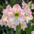 Rittersterne 'Appleblossom' - 1 Stück - LumiBlumi