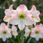 Rittersterne 'Appleblossom' - 1 Stück - LumiBlumi
