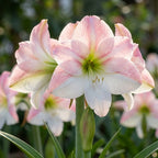 Rittersterne 'Appleblossom' - 1 Stück - LumiBlumi