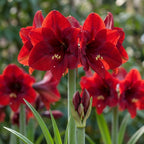 Ritterstern (Amaryllis) 'Benfica' - 1 Stück - LumiBlumi
