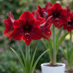 Ritterstern (Amaryllis) 'Benfica' - 1 Stück - LumiBlumi