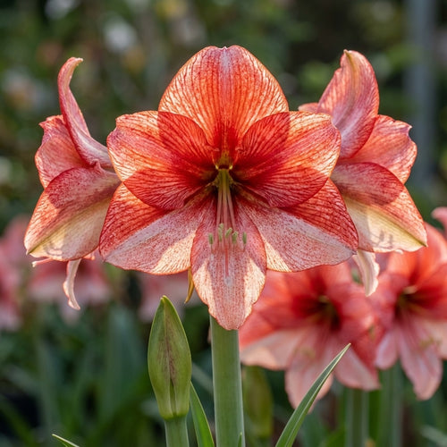 Ritterstern (Amaryllis) 'Charisma' - 1 Stück - LumiBlumi