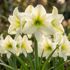 Ritterstern (Amaryllis) 'Lemon Star' - 1 Stück - LumiBlumi