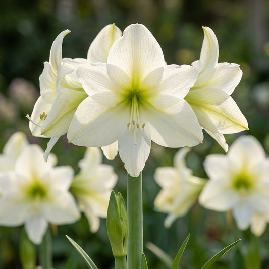 Ritterstern (Amaryllis) 'Lemon Star' - 1 Stück