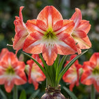 Hippeastrum 'Minerva Gestreift' - Rittersterne
