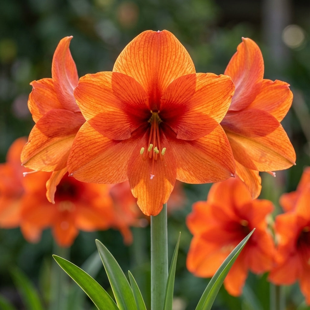 Hippeastrum 'Orange Souvereign' - Rittersterne - LumiBlumi