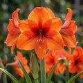 Hippeastrum 'Orange Souvereign' - Rittersterne - LumiBlumi