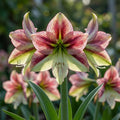 Hippeastrum 'Papilio' - Rittersterne