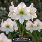 Ritterstern (Amaryllis) 'Picotee' - 1 Stück - LumiBlumi