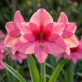 Ritterstern 'Pink' - 3 Stück