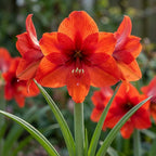 Ritterstern (Amaryllis) 'Red Lion' - 1 Stück - LumiBlumi