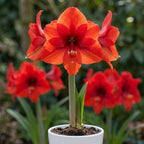 Ritterstern (Amaryllis) 'Red Lion' - 1 Stück - LumiBlumi