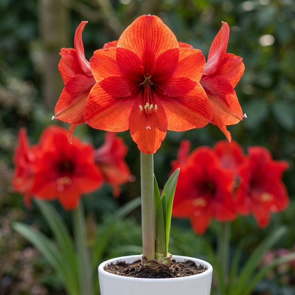 Ritterstern (Amaryllis) 'Red Lion' - 1 Stück - LumiBlumi