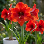 Ritterstern (Amaryllis) 'Red Lion' - 1 Stück - LumiBlumi