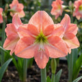 Amaryllis 'Rosalie' - Ritterstern, Amaryllis