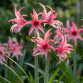 Amaryllis 'Rose Cybister' - Ritterstern, Amaryllis