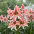 Amaryllis 'Sweet Lilian' - Ritterstern, Amaryllis