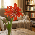 Ritterstern (Amaryllis) 'Splash' - 1 Stück - LumiBlumi