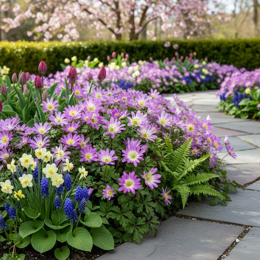 Windröschen, Anemone 'Charmer Blanda' - 100 Stück