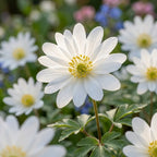 Anemone 'White Splendour Blanda' - 15 Stück - LumiBlumi