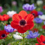 Anemone 'De Caen Mischung Coronaria' - 50 Stück - LumiBlumi