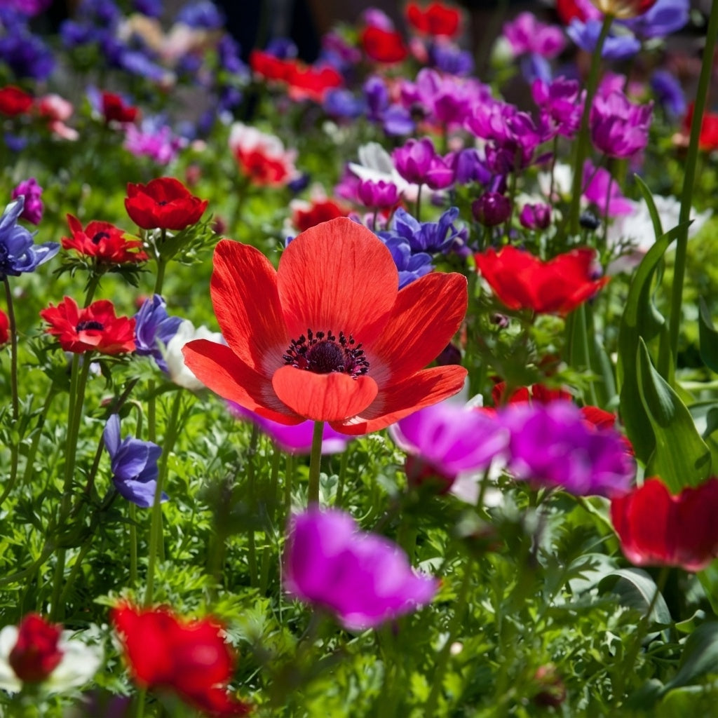 Anemone 'De Caen Mischung Coronaria' - 50 Stück - LumiBlumi