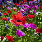 Anemone 'De Caen Mischung Coronaria' - 50 Stück - LumiBlumi