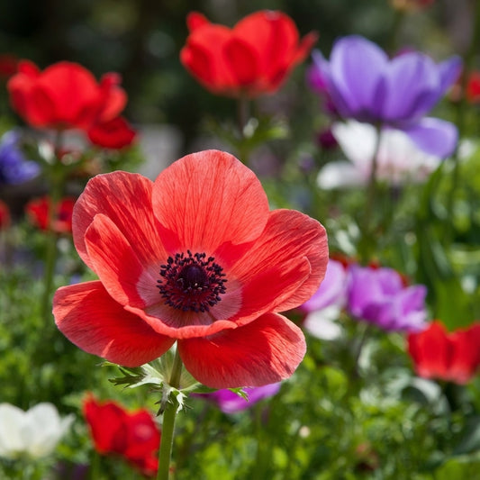 Anemone 'De Caen Mischung Coronaria' - 50 Stück